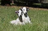 WHIPPET 089